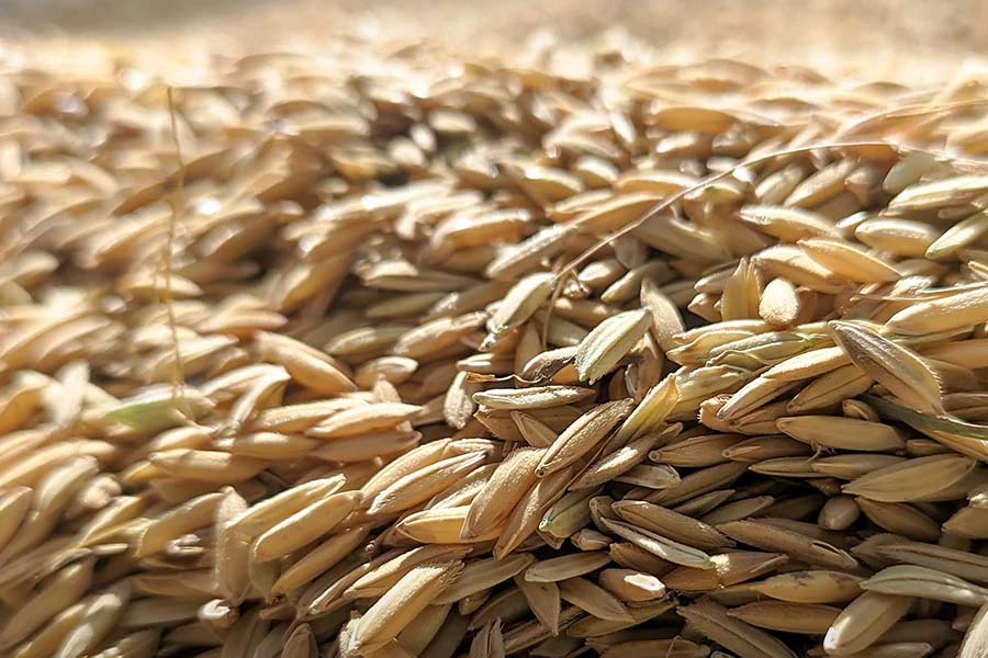India reaches European court over Basmati origin feud with Pakistan