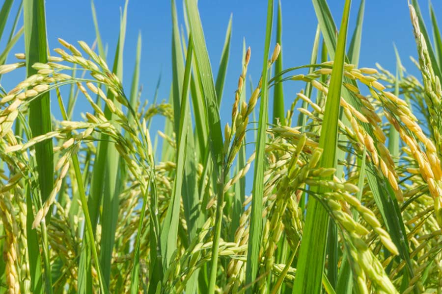 India reaches European court over Basmati origin feud with Pakistan