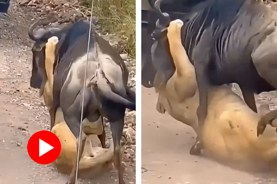 Wildebeest chases off lion and thrashes it into the ground, video goes viral