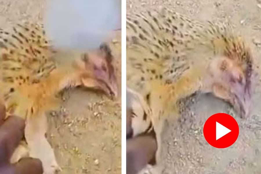 Video of dead chickens emitting fire goes viral, Internet raise question