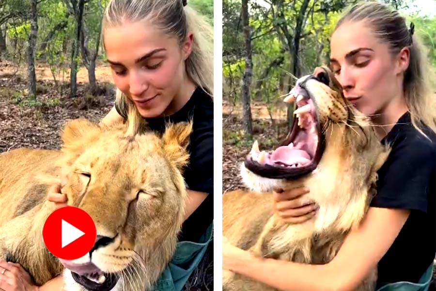 Video of a girl hugs and kisses a Lion goes viral