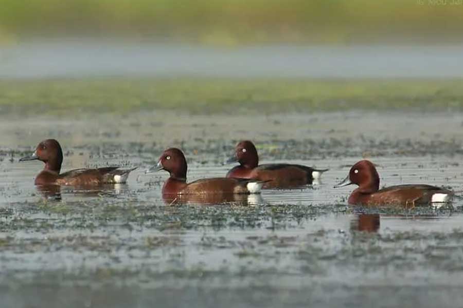 চুপির চরে ফেরুজিনিয়াস ডাক।