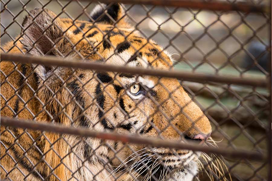 Health update of Tigress Zeenat in Alipore Zoo