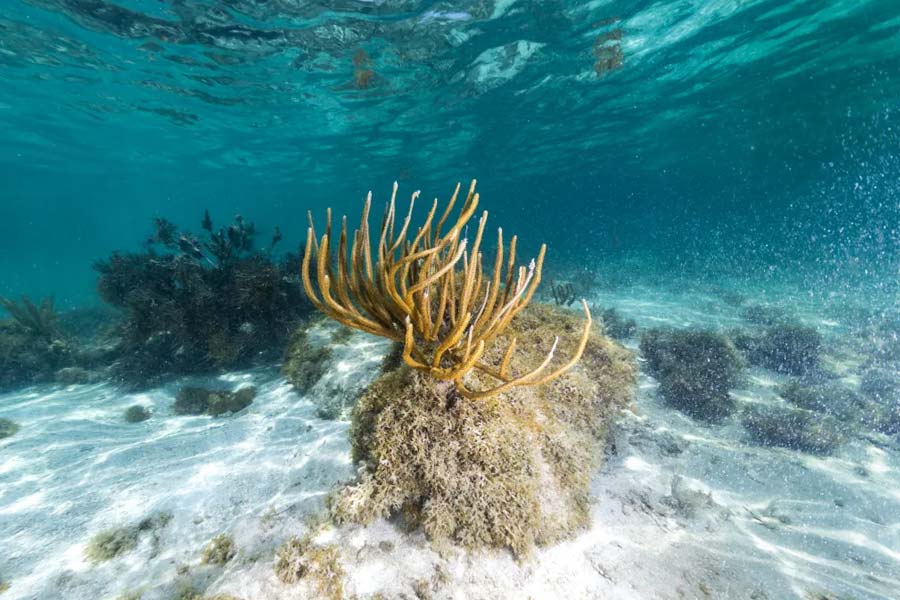 Europa Clipper will exploring Europa, the icy moon of Jupiter in search for any traces of alien life 