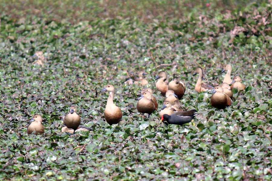 Ornithophiles are happy after seeing migrating birds on Barik Bandh