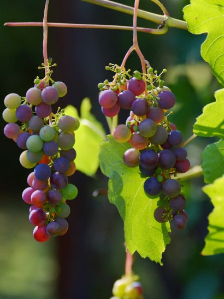 Which variety of grapes is more healthy, black or green dgtl