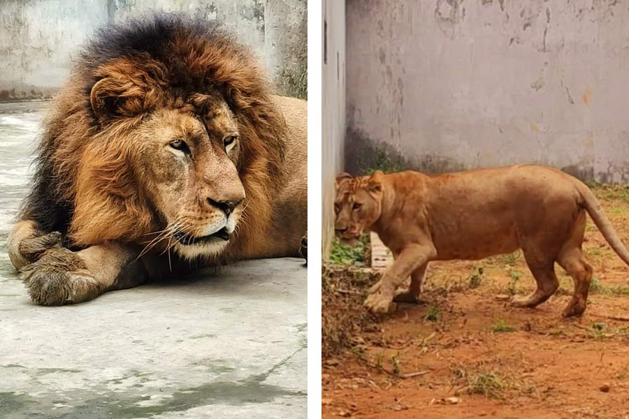 Two lions brought from Tripura to the Bengal Safari Park in Siliguri