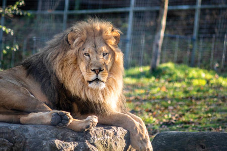 Zookeeper mauled to death by lion he took care of since birth