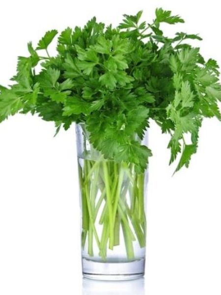 How to keep coriander fresh without refrigerator dgtl