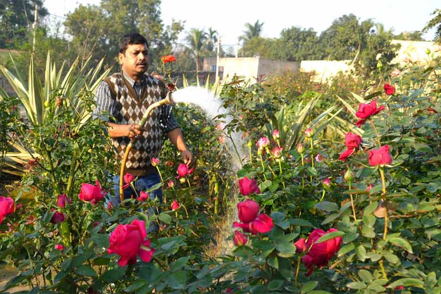 গোলাপ গাছের পরিচর্যায় সুবীর পোদ্দার।