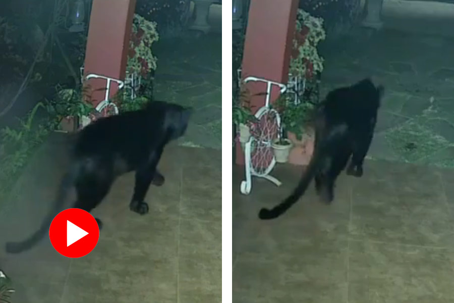 Rare black panther spotted outside a house in Tamil Nadu