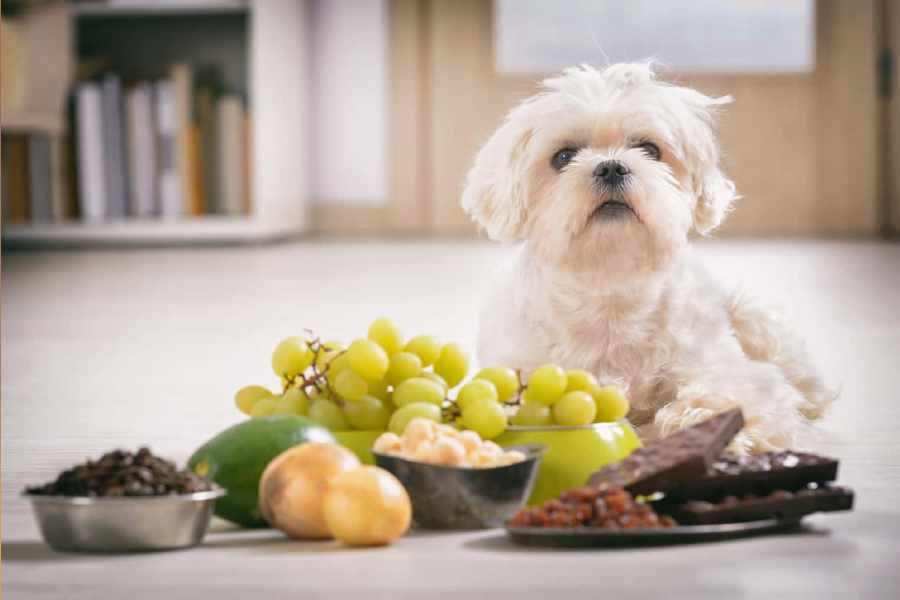 Onion, garlic, chocolate and other human foods your dog should never eat