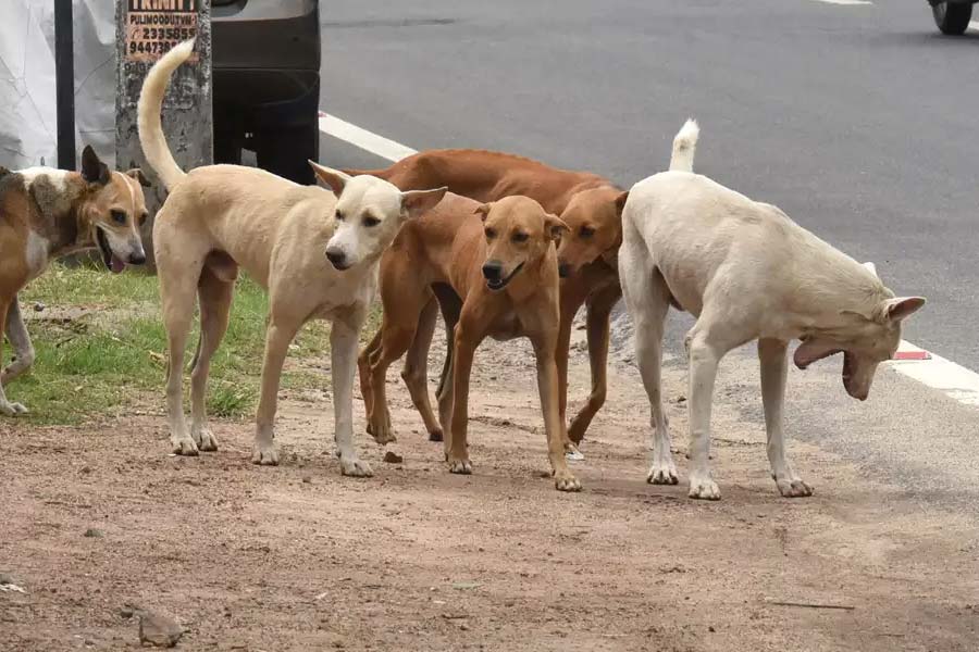 A baby girl dies after attack by Stray Dogs at Delhi