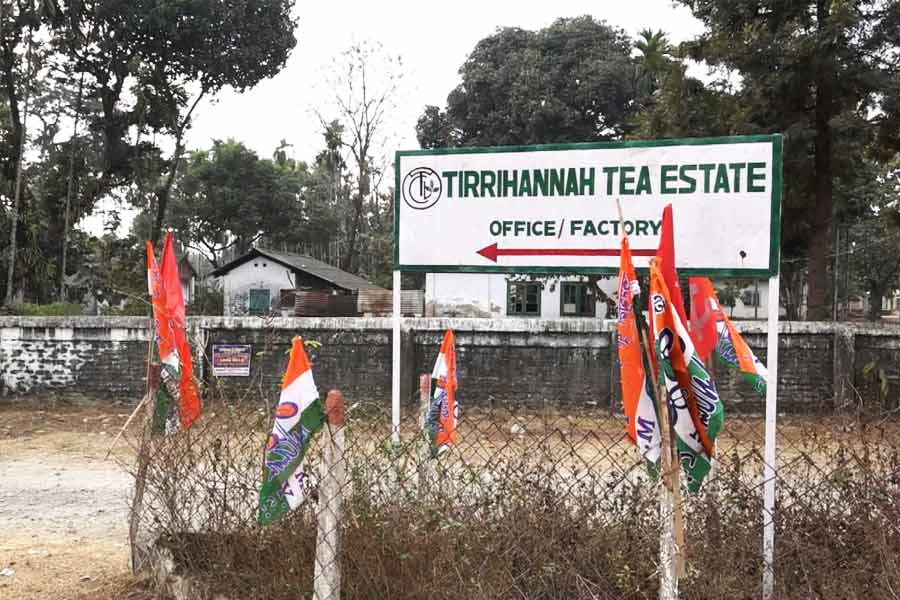 Trihana tea garden