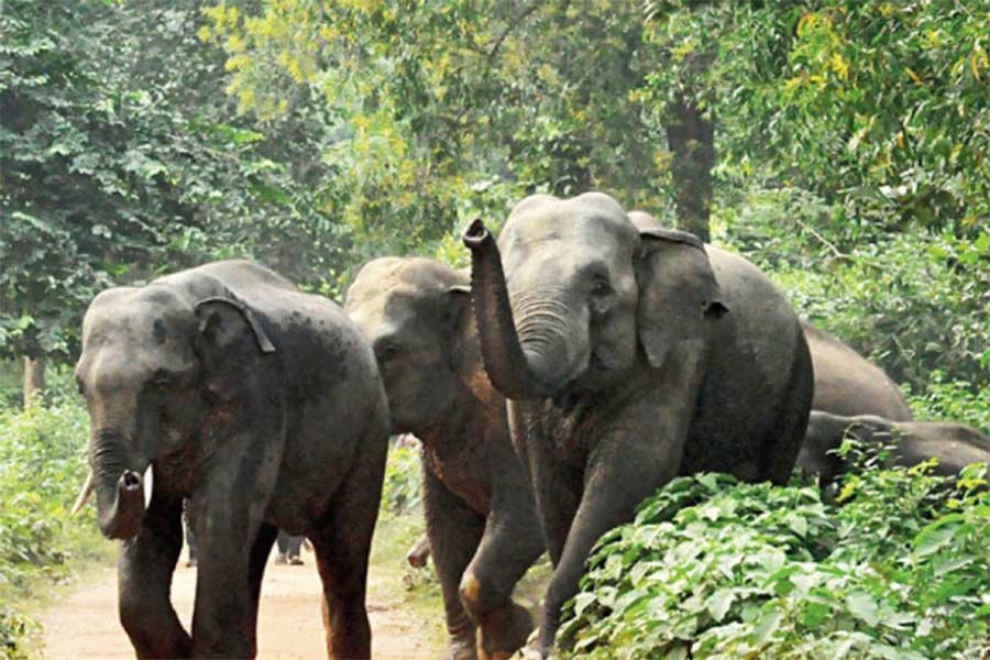 Mamata Banerjee questions the efficiency of Environment expert regarding elephant problems at Jhargram