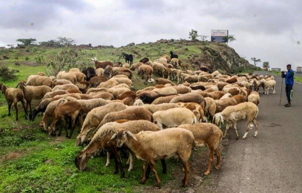 অন্ধ্রপ্রদেশের কয়েক জন ভেড়া বিক্রেতা গত জানুয়ারিতে গাছিবোওলি থানায় অভিযোগ দায়ের করেন যে, তাঁদের কাছ থেকে ভেড়া নেওয়ার পর সেই টাকা মেটানো হয়নি।