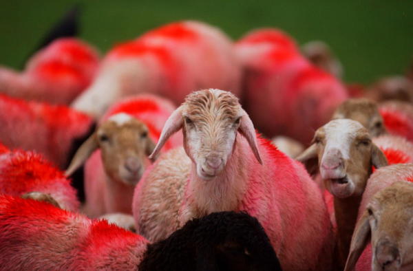 এ বার প্রকাশ্যে এল ভেড়া বিলি কেলেঙ্কারি। আর সেই দুর্নীতিতে জড়িত থাকার অভিযোগে গ্রেফতার হলেন তেলঙ্গানার চার সরকারি আধিকারিক।