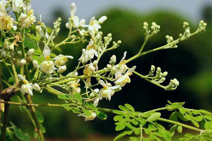 Five reasons to have moringa flower in this season