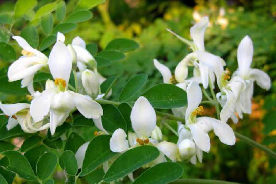 Five reasons to have moringa flower in this season