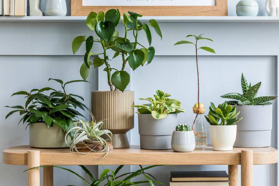 Low Maintenance houseplants which you can use for home decor dgtl