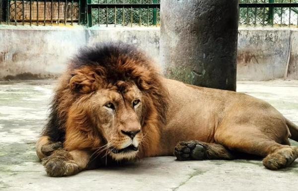 মামলার শুনানিতে বিচারপতি ভট্টাচার্যের মন্তব্য, ‘‘কারা এই নাম রেখেছেন? এত বিতর্ক কারা তৈরি করছেন? কোনও পশুর নাম কি কোনও দেবতা, পৌরাণিক নায়ক, স্বাধীনতা সংগ্রামী অথবা নোবেলজয়ী ব্যক্তির নামে রাখা যায়?’’