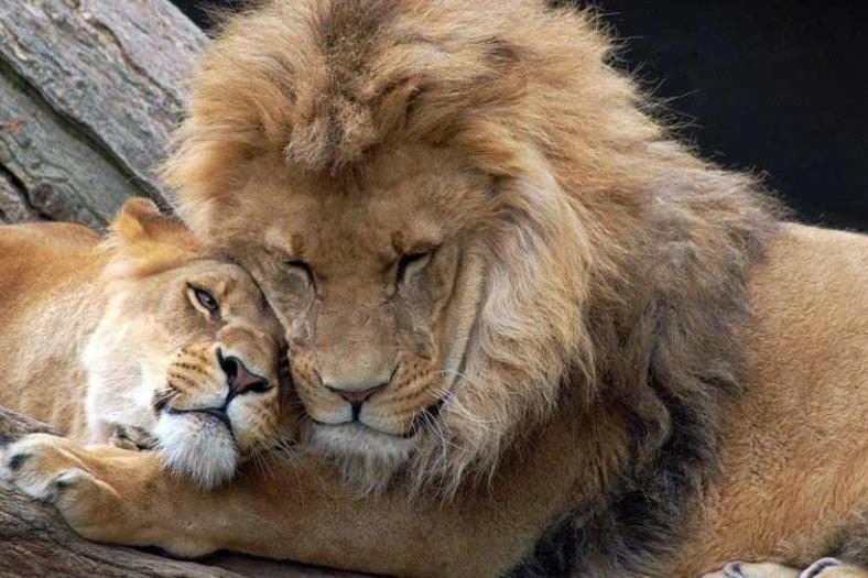 কারণ, এক সিংহ এবং সিংহীর নামকরণ করার দায়ে ত্রিপুরার বিজেপি সরকার সাসপেন্ড করেছে তাঁকে। ইংরেজি দৈনিক ‘টাইমস অফ ইন্ডিয়া’র একটি প্রতিবেদনে এমনটাই জানানো হয়েছে।