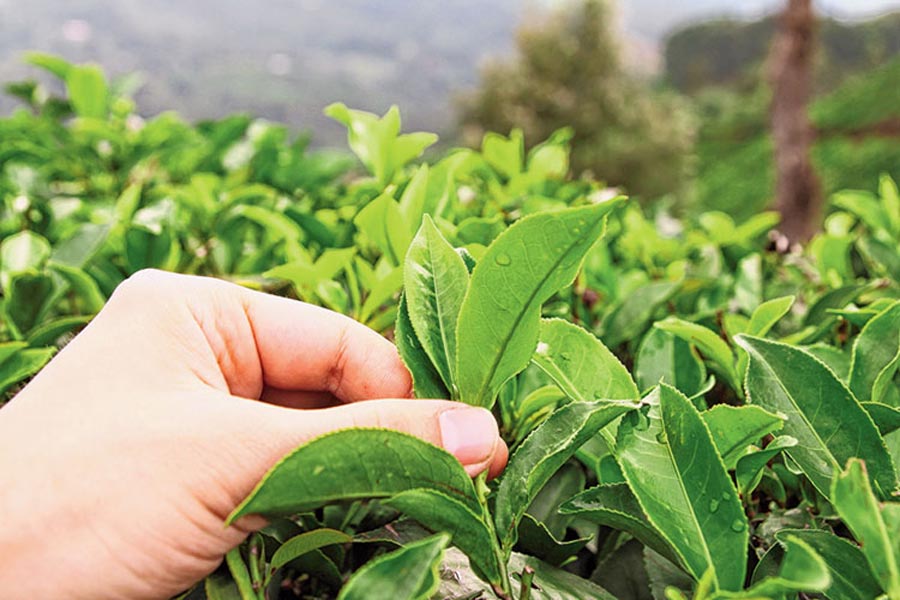 High Price of Tea due to crisis of production