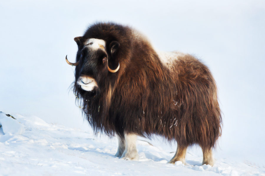 উত্তর আমেরিকার উপরিভাগে খোঁজ মেলে মাস্ক অক্সেনের। দু’লক্ষ বছর আগে থেকে এই প্রাণীর অস্তিত্ব রয়েছে।