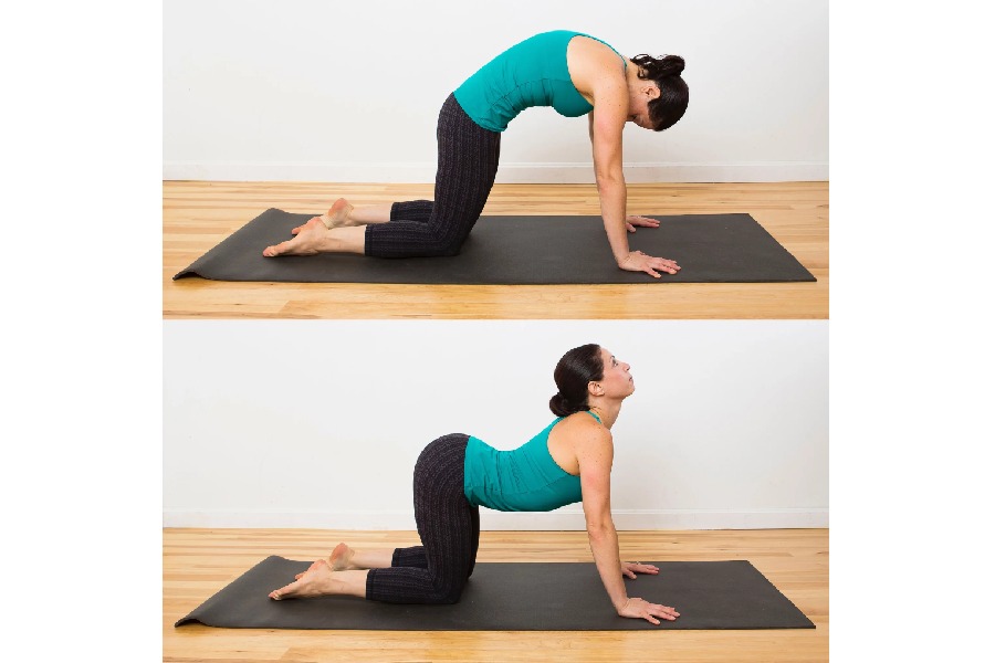 Image of Cat and Cow pose