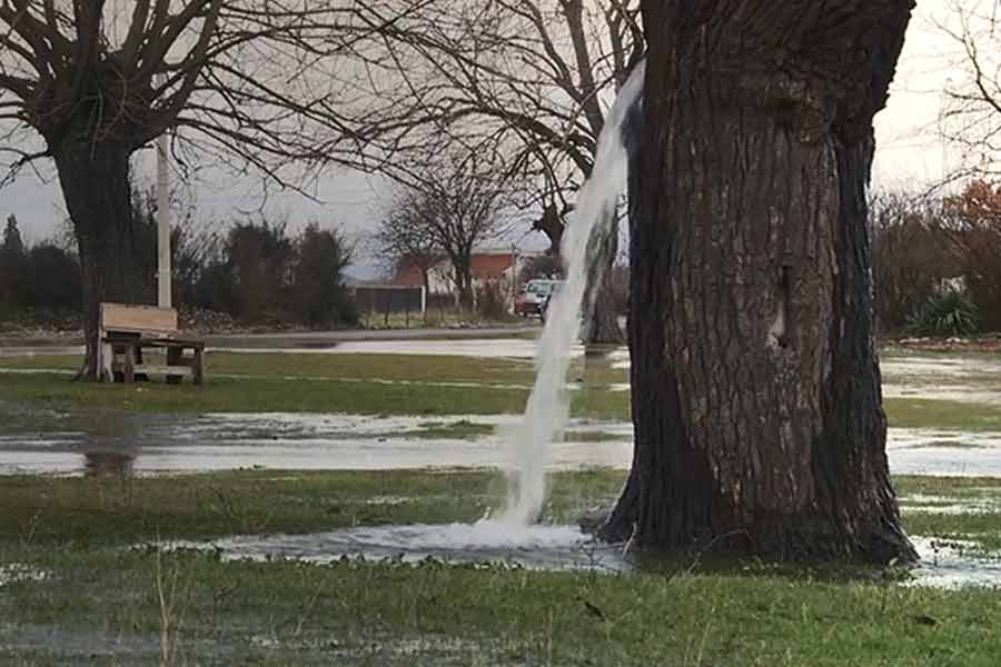 মন্টেনেগ্রোর রাজধানী পডগোরিকা। সেখানে রয়েছে ডিনোসা নামের একটি গ্রাম। ডিনোসা গ্রামের এক জায়গায় বেড়ে উঠেছে একটি তুঁত গাছ। দীর্ঘ কাল ধরে গাছটি সেখানে রয়েছে।