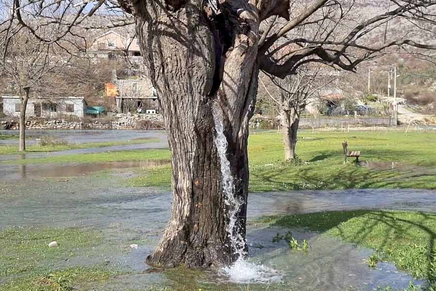 স্থানীয়দের দাবি, প্রায় তিন দশক আগে থেকে নাকি তুঁত গাছের বাকল থেকে জল গড়িয়ে পড়তে থাকে। ১৯৯০ সাল থেকেই নাকি এই ঘটনা স্বচক্ষে দেখছেন তাঁরা।