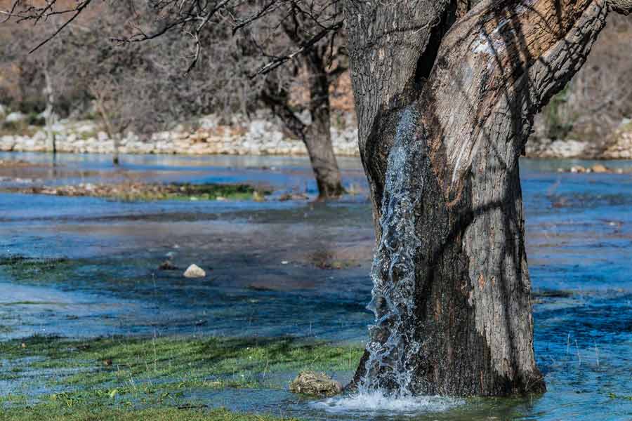 তুঁত গাছ থেকে যে পরিমাণ জল বাইরে বেরিয়ে আসে, গাছের চারদিকে অনেকটা জায়গা জুড়ে তা জমে থাকে। স্থানীয়দের অনেককেই এই ঘটনার ছবি এবং ভিডিয়ো সমাজমাধ্যমে পোস্ট করতে দেখা যায়। 