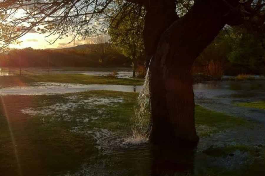 গাছের বাকল থেকে জল বেরিয়ে যাওয়ার ঘটনা সাধারণত দেখা যায় না। তবে এই ঘটনা অস্বাভাবিক নয়। এর নেপথ্যে রয়েছে বৈজ্ঞানিক ব্যাখ্যা।