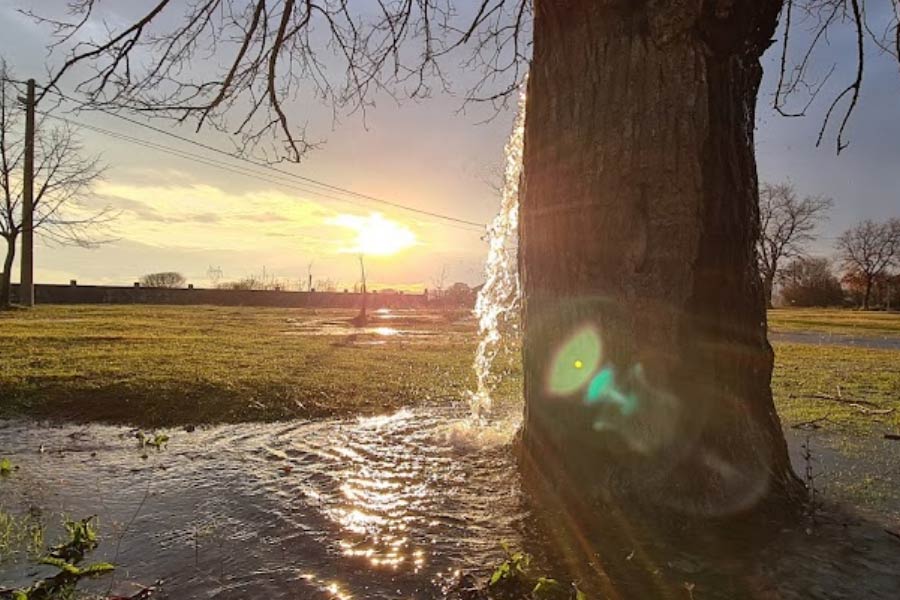 স্থানীয়দের দাবি, ১৯৯০ সাল থেকে তুঁত গাছ থেকে জল পড়ার ঘটনা লক্ষ করছেন তাঁরা। তবে সারা বছর এই ঘটনা ঘটে না। 