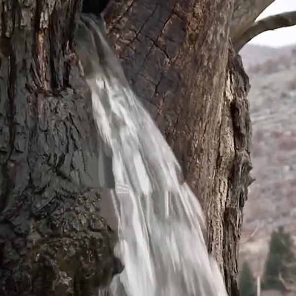 স্থানীয়দের মতে, বছরে অন্তত এক বার তুঁত গাছের ভিতর থেকে জল বার হয়। টানা দু’এক দিন জল বেরিয়ে যাওয়ার পর তা আবার থেমে যায়।