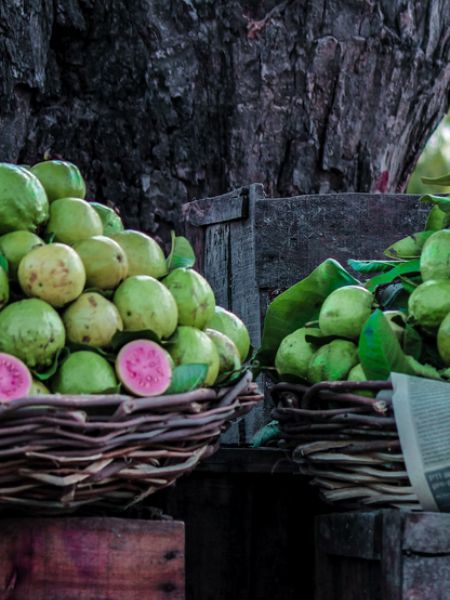 Health Benefits of Eating Guava Everyday in Winter dgtl