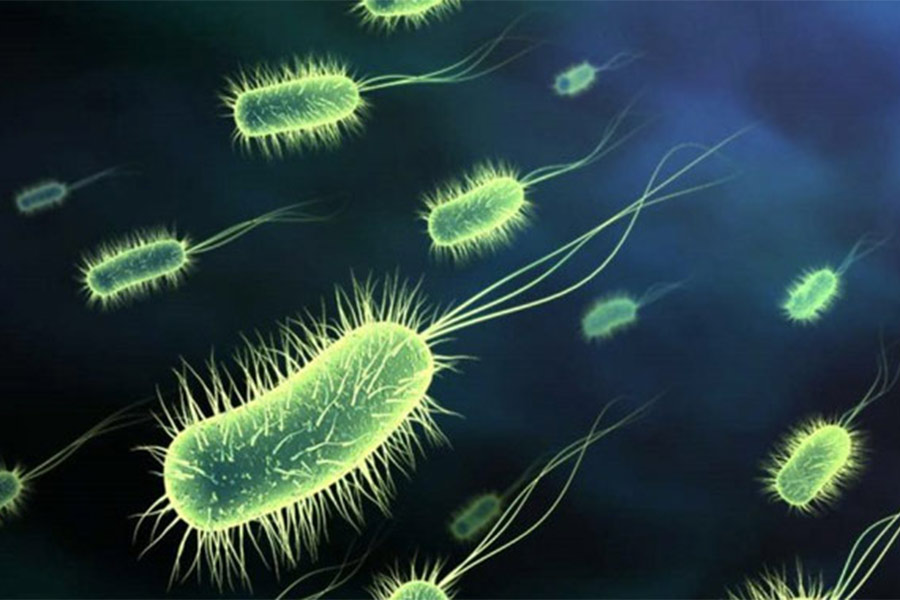 WHO has published list of bacteria that are harmful