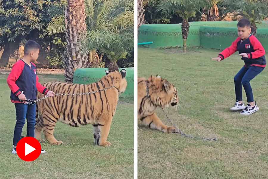 Pakistani little boy walking with a chained tiger is going video viral.