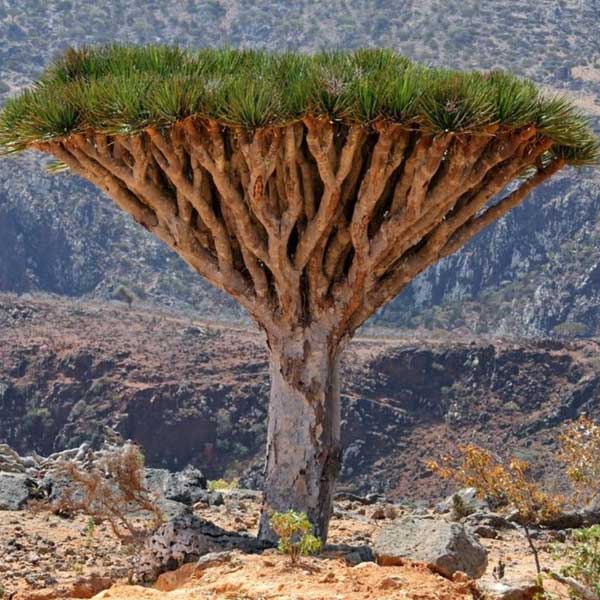 কল্পনা নয়, বাস্তবে এমন একটি গাছ রয়েছে যা কাটা হলে তার ভিতর থেকে রক্তবর্ণের এক ধরনের তরল গড়িয়ে পড়তে থাকে। এই গাছটির নাম ড্রাগন ব্লাড।