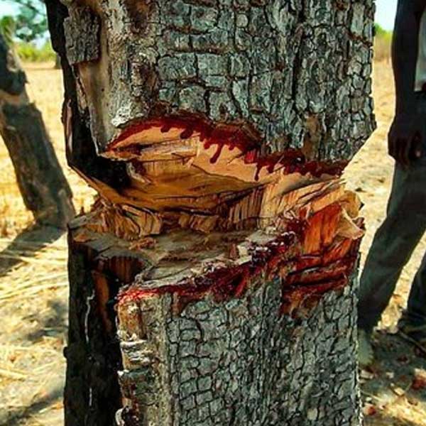গাছটির এই নামকরণ এই তরল নির্গত হওয়ার কারণেই। তরলটি হাতে নিয়ে দেখলেও মনে হয় যেন রক্ত লেগে রয়েছে। 