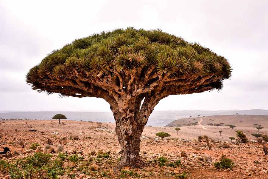 ড্রাগন ব্লাড গাছটি সাধারণত উচ্চ তাপমাত্রাতেও জন্মাতে পারে। সাধারণত আরব সাগরের একটি দ্বীপপুঞ্জে চিরহরিৎ এই বৃক্ষের সন্ধান পাওয়া যায়।