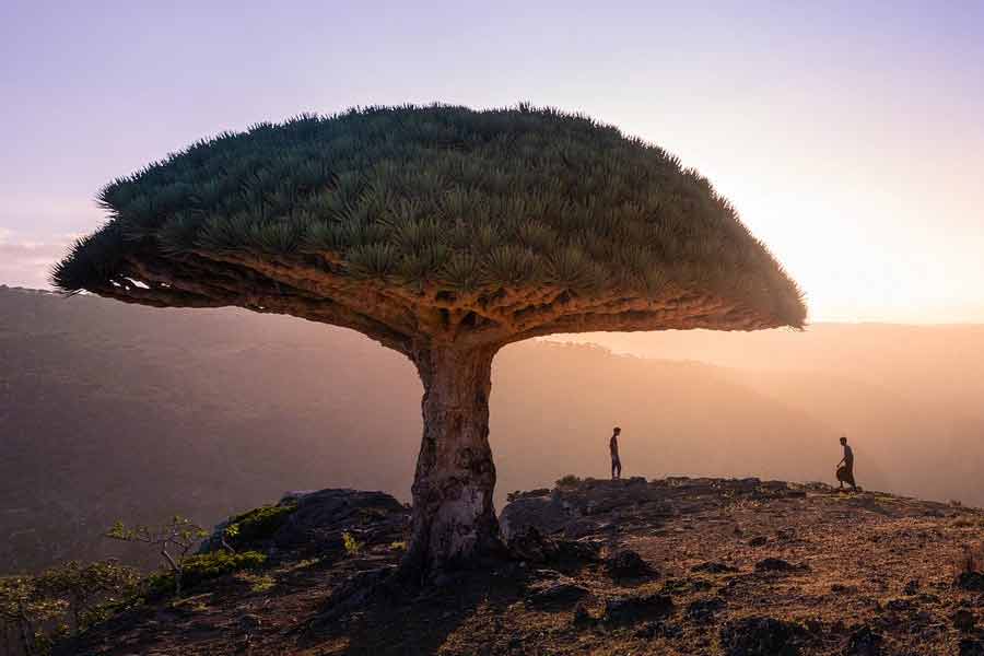 ইয়েমেনের সকোট্রা দ্বীপপুঞ্জে প্রচুর পরিমাণে ড্রাগন ব্লাড গাছটি দেখা যায়। এই গাছটি প্রায় ৬৫০ বছর ধরে বেঁচে থাকতে পারে। ইয়েমেনের জাতীয় গাছ এটি।