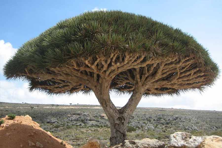 ড্রাগন ব্লাড গাছের বিজ্ঞানসম্মত নাম ড্রাকাইনা সিনাবারি। ১০ থেকে ১২ মিটার উচ্চতা হয় এই গাছের। বেরির মতো সুস্বাদু ফলও হয় এই গাছে।