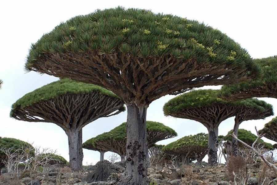 ড্রাগন ব্লাড গাছটি এমন ভাবে বেড়ে ওঠে যে তলার শাখা-প্রশাখাগুলি আকারে ছোট হয় এবং উপরিভাগের শাখাগুলি চওড়া হয়। দূর থেকে এক নজরে দেখলে মনে হবে কেউ যেন মাথার উপর ছাতা খুলে রেখেছেন।