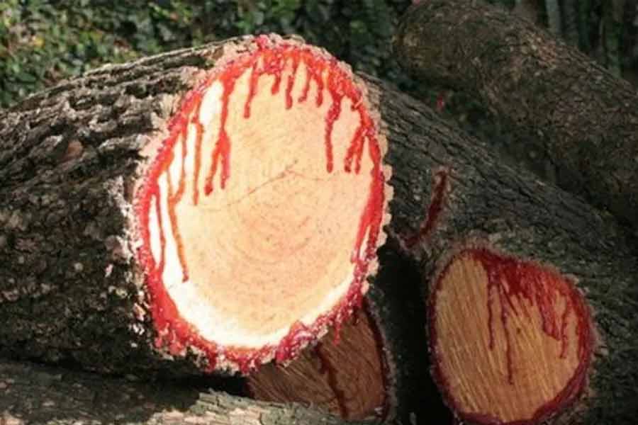 প্রতি তিন থেকে চার বছর অন্তর ড্রাগন ব্লাড গাছ থেকে সমস্ত পাতা ঝরে যায়। এই গাছে বেরি জাতীয় ফল উৎপন্ন হয় যার মধ্যে এক থেকে তিনটি বীজ থাকে।