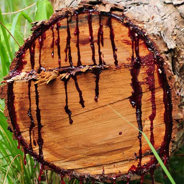 ড্রাগন ব্লাড গাছের ফল পরিণত হতে শুরু করলে সবুজ থেকে কালো রং ধারণ করে। কমলা বর্ণ ধরলে বোঝা যায় ফল পেকে গিয়েছে। ফল পরিণত হতে মোট পাঁচ মাস সময় লাগে।