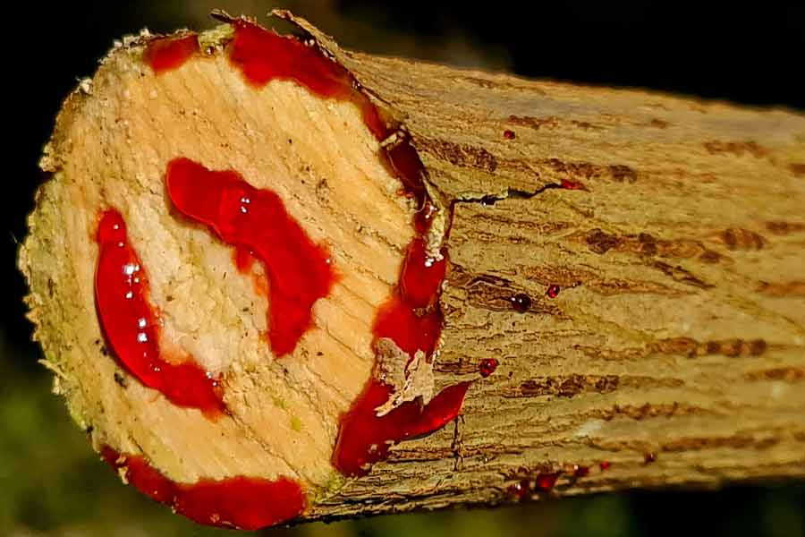 ড্রাগন ব্লাড গাছের শাখা-প্রশাখা কাটলে লাল রঙের এক ধরনের রেসিন নির্গত হয়। এই রেসিন ওষুধ হিসাবে ব্যবহার করেন দ্বীপপুঞ্জের বাসিন্দারা।