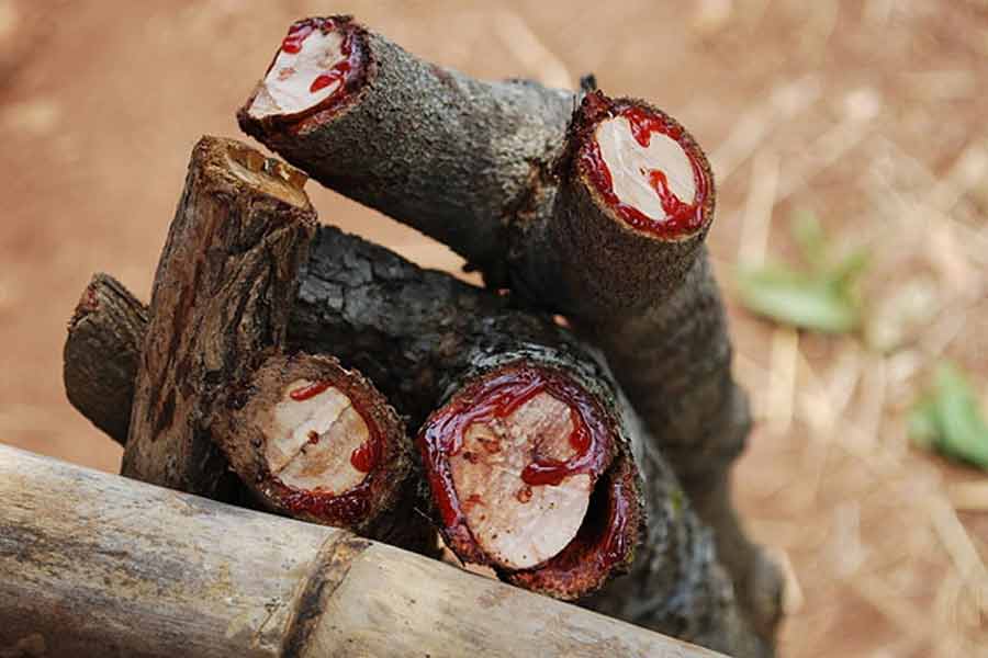 সকোট্রা দ্বীপপুঞ্জের বাসিন্দাদের বিশ্বাস, ড্রাগন ব্লাড গাছ থেকে যে রেসিন নির্গত হয় তা খেলে জ্বর থেকে শুরু করে আলসার জাতীয় রোগ খুব সহজেই সেরে যায়।