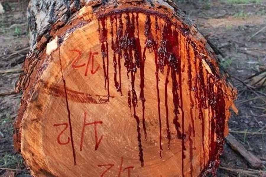 অতিরিক্ত তাপমাত্রায় বেড়ে ওঠা ড্রাগন ব্লাড গাছের অন্যতম বৈশিষ্ট্য হল বাতাস, মেঘ এমনকি কুয়াশা থেকে জলীয় বাষ্প সংগ্রহ করে সঞ্চয় করে রাখা। 