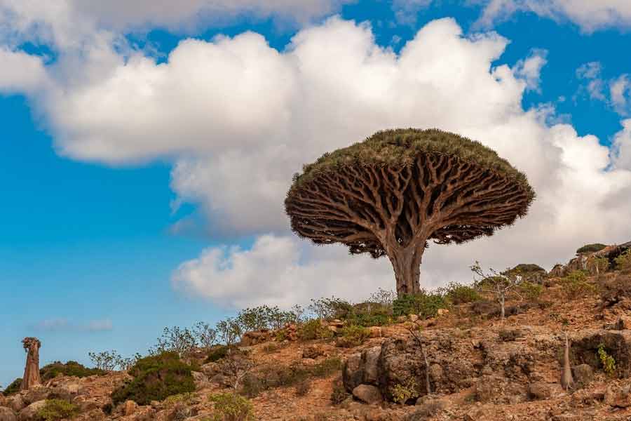 তবে দিনের পর দিন ড্রাগন ব্লাড গাছের পরিমাণ কমছে। এই গাছ থেকে নির্গত রেড রেসিন কাজে ব্যবহার করেন স্থানীয়েরা। রেড রেসিনের কারণেই প্রচুর পরিমাণ গাছ কাটা হচ্ছে বলে জানা যায়।